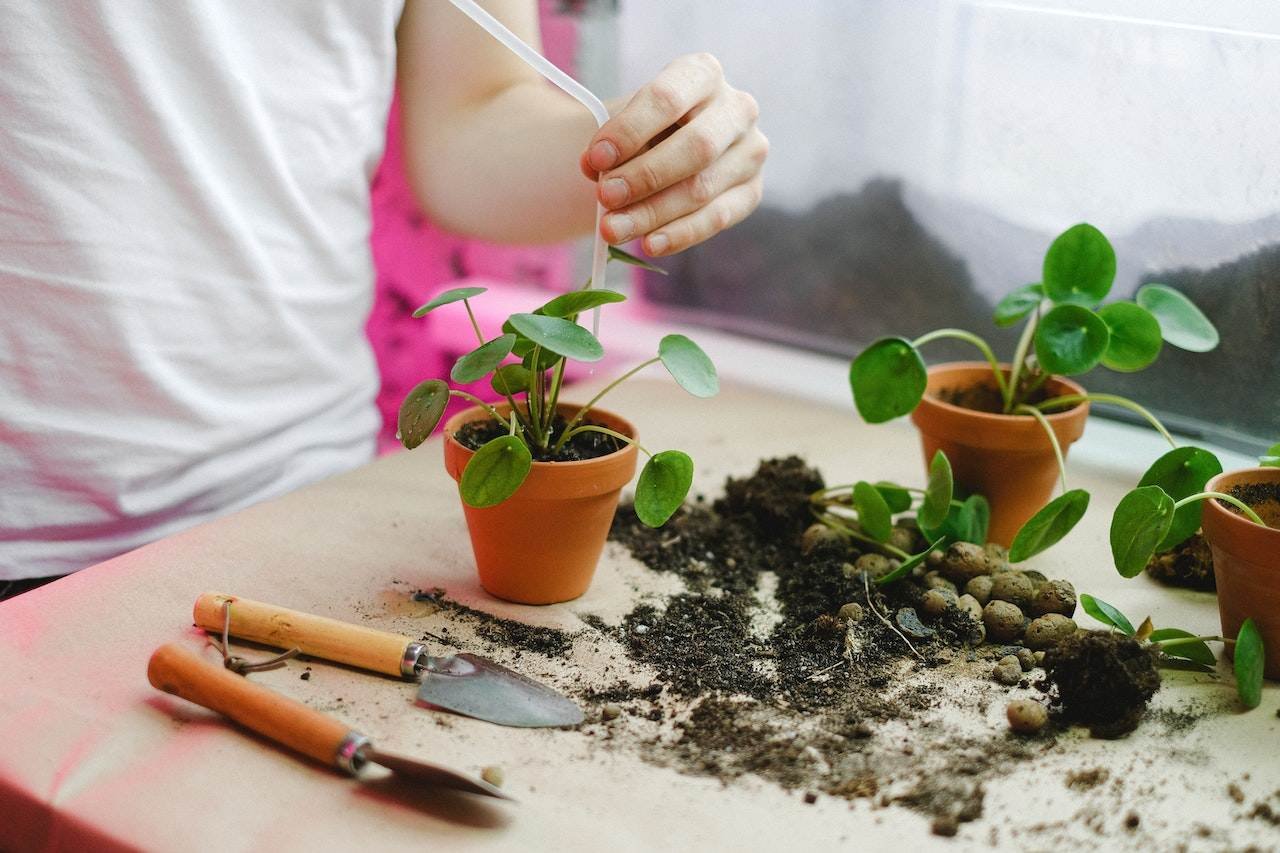 Person tending small potted plants with gardening tools