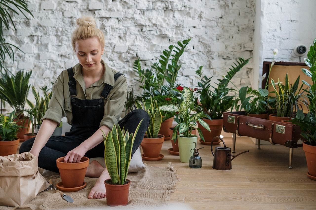 Woman repotting a snake plant among indoor houseplants