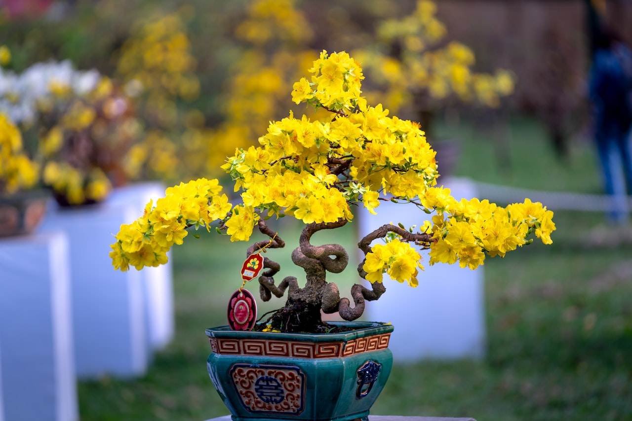 Flowering bonsai tree in a decorative ceramic bonsai pot